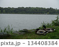 くつろぐ鴨たち 134408384