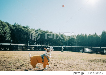 青空の下でボール遊びをする犬 134408447