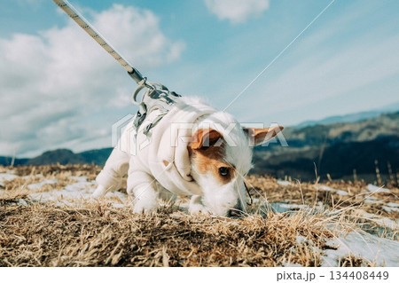初めて雪を見た犬 134408449