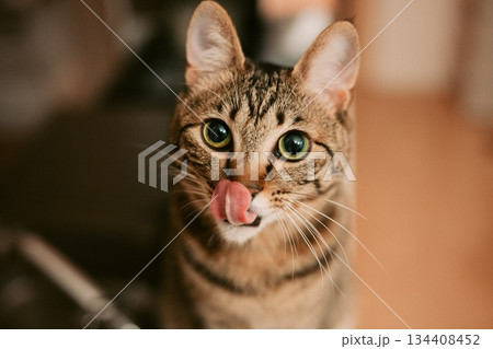 見つめる猫 見つめる猫 134408452