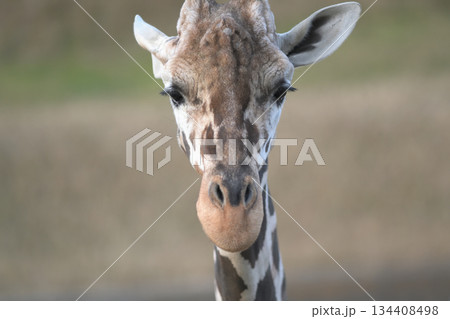 手旗信号のように耳の向きを変えるキリンのポートレート 134408498