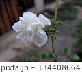 雨上がりの庭に咲く白い薔薇と美しい水滴 134408664
