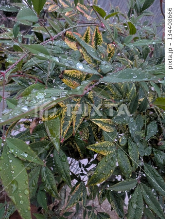 冬の雨に濡れる南天の葉と無数の美しい水滴 冬の雨に濡れる南天の葉と無数の美しい水滴 134408666