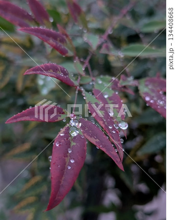 冬の雨上がりに濡れる南天の葉と美しい水滴 冬の雨上がりに濡れる南天の葉と美しい水滴 134408668