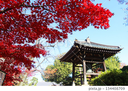 豪徳寺の紅葉 豪徳寺の紅葉 134408709