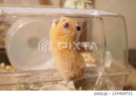 かわいいゴールデンハムスター(キンクマ)の背中 かわいいゴールデンハムスター(キンクマ)の背中 134408731