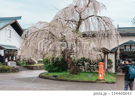 Kakunodate Station in spring season. railway station in the city of Semboku, Akita Prefecture, Japan, operated by East Japan Railway Company, JR East. Semboku city, Akita Prefecture, 23 April 2025 134408843