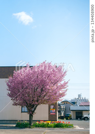 Pink Sakura Cherry blossom blooming in Spring season, cityscape against blue sky in Morioka city, Iwate prefecture, Japan. Iwate, Japan, 27 April 2025 134408900
