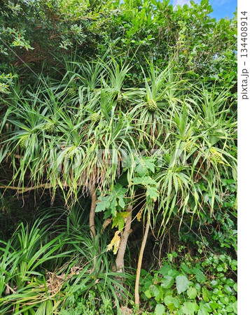 アダンの木 アダンの木 134408914