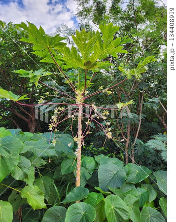 パパイヤの木 134408919