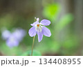 一輪のスミレ 134408955