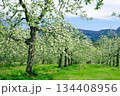 花満開のリンゴ畑 134408956