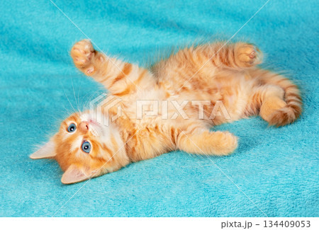 A cute little playful ginger kitten lies on its back on a blue background and raises its paws up A cute little playful ginger kitten lies on its back on a blue background and raises its paws up 134409053