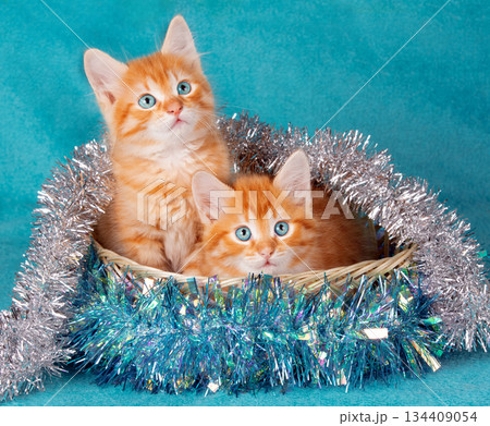 Two cute ginger baby kittens in a basket with Christmas tinsel on a blue background Two cute ginger baby kittens in a basket with Christmas tinsel on a blue background 134409054