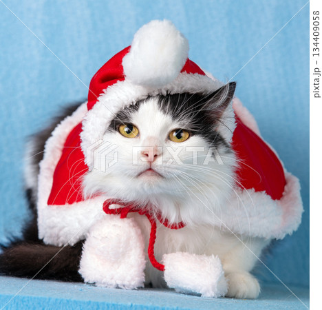 Cute black and white longhair cat in Santa's cape with pom pom lies on blue background Cute black and white longhair cat in Santa's cape with pom pom lies on blue background 134409058
