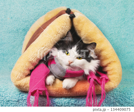 Beautiful cute black and white longhair cat in a knitting scarf sitting in a soft, warm, and breathable triangular cat house. The cat in a tunnel on a blue background Beautiful cute black and white longhair cat in a knitting scarf sitting in a soft, warm, and breathable triangular cat house. The cat in a tunnel on a blue background 134409075