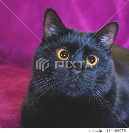 Portrait of a cute black cat lying on a sofa on a purple blanket 134409076