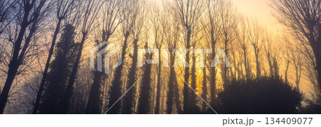 Silhouettes of bare trees on an early foggy autumn morning. Horizontal banner 134409077