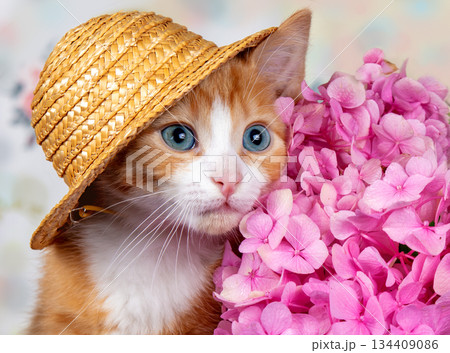 Portrait of a cute ginger kitten wearing a straw hat with hydrangeas Portrait of a cute ginger kitten wearing a straw hat with hydrangeas 134409086