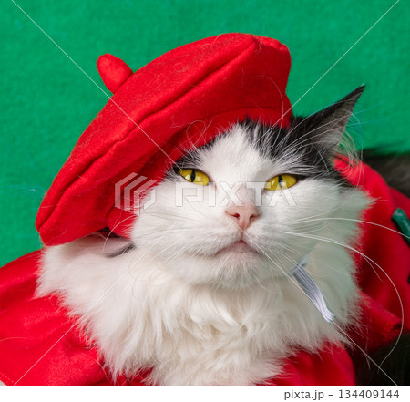 Beautiful funny cat wearing red beret hat and dress lying on green blanket 134409144