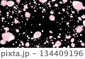 漆黒の背景に舞う桜吹雪 134409196