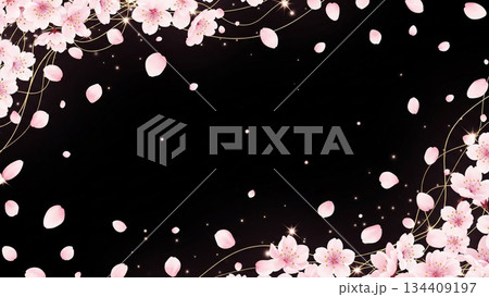 漆黒の背景に舞う桜吹雪 134409197