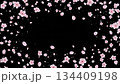漆黒の背景に舞う桜吹雪 134409198
