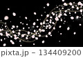 漆黒の背景に舞う桜吹雪 134409200