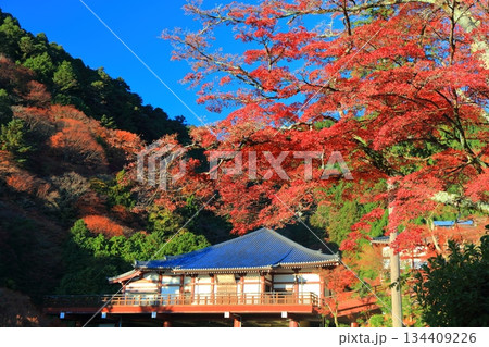 【京都府】快晴の文殊寺宝館（西山善峯寺）と紅葉 134409226
