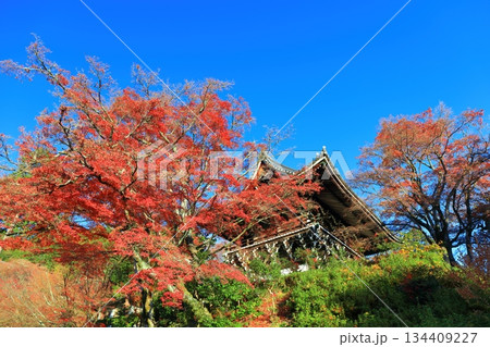 【京都府】快晴の西山善峯寺の山門(楼門)と紅葉 【京都府】快晴の西山善峯寺の山門(楼門)と紅葉 134409227
