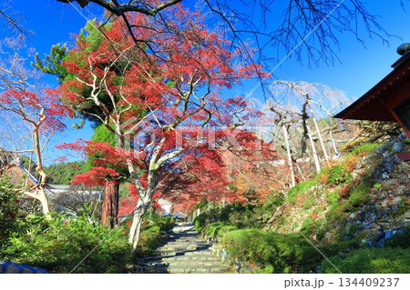【京都府】快晴の西山善峯寺と紅葉 134409237