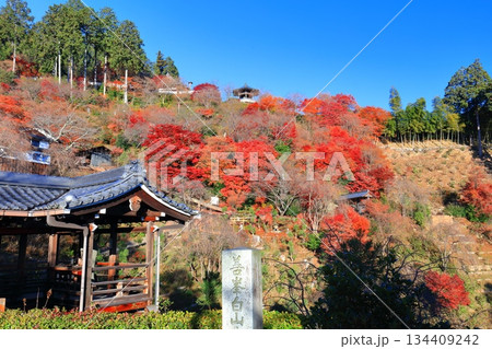 【京都府】快晴の西山善峯寺と紅葉（白山権現） 134409242