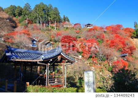 【京都府】快晴の西山善峯寺と紅葉（白山権現） 134409243