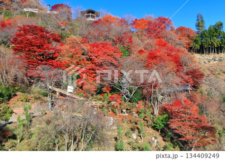 【京都府】快晴の西山善峯寺と紅葉（白山権現） 134409249