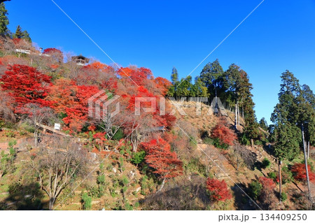 【京都府】快晴の西山善峯寺と紅葉（白山権現） 134409250