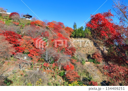 【京都府】快晴の西山善峯寺と紅葉（白山権現） 134409251