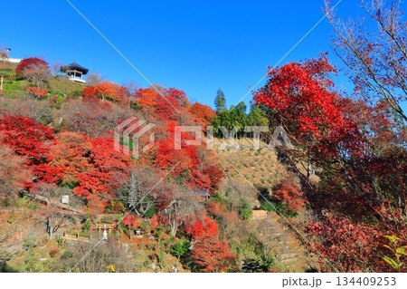 【京都府】快晴の西山善峯寺と紅葉(白山権現) 【京都府】快晴の西山善峯寺と紅葉(白山権現) 134409253