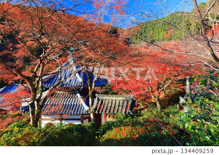 【京都府】快晴の西山善峯寺の経堂と紅葉 【京都府】快晴の西山善峯寺の経堂と紅葉 134409259