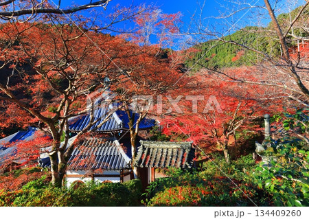 【京都府】快晴の西山善峯寺の経堂と紅葉 134409260