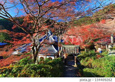 【京都府】快晴の西山善峯寺の経堂と紅葉 【京都府】快晴の西山善峯寺の経堂と紅葉 134409262