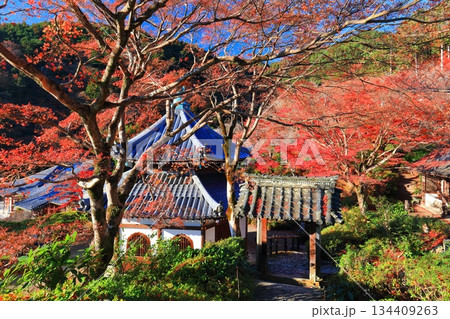 【京都府】快晴の西山善峯寺の経堂と紅葉 【京都府】快晴の西山善峯寺の経堂と紅葉 134409263