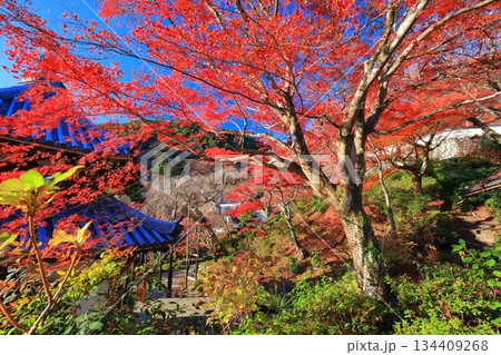 【京都府】快晴の西山善峯寺と紅葉 【京都府】快晴の西山善峯寺と紅葉 134409268