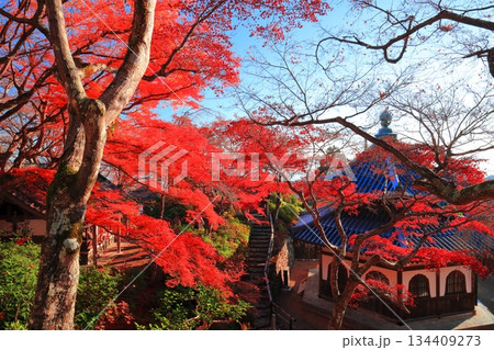 【京都府】快晴の西山善峯寺の経堂と紅葉 【京都府】快晴の西山善峯寺の経堂と紅葉 134409273