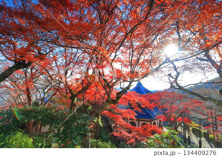 【京都府】快晴の西山善峯寺の経堂と紅葉 134409276