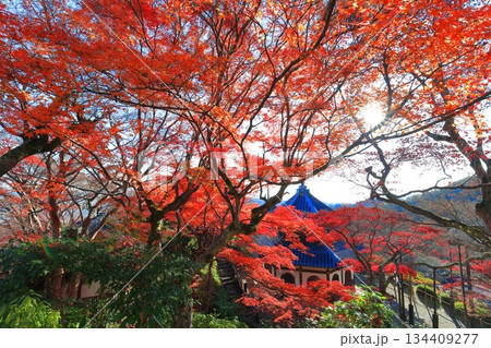 【京都府】快晴の西山善峯寺の経堂と紅葉 134409277