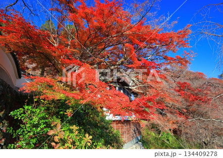 【京都府】快晴の西山善峯寺と紅葉（白山権現） 134409278