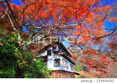 【京都府】快晴の西山善峯寺と紅葉（白山権現） 134409282