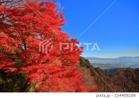 【京都府】快晴の西山善峯寺の紅葉と京都市街地 【京都府】快晴の西山善峯寺の紅葉と京都市街地 134409289