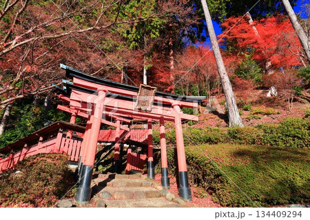 【京都府】快晴の西山善峯寺の稲荷大明神と紅葉 134409294