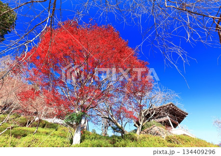 【京都府】快晴の西山善峯寺と紅葉（けいしょう殿） 134409296